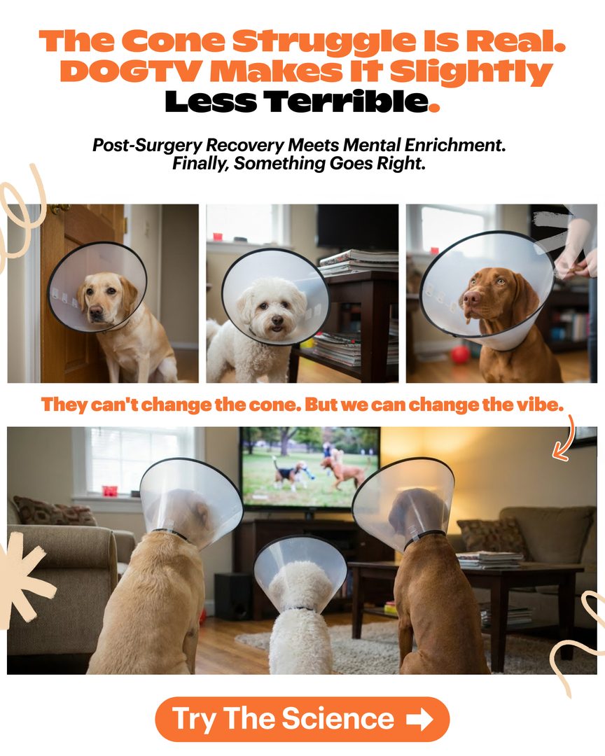 Loud Lion static ad creative